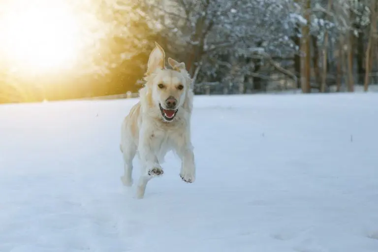 honden in de sneeuw