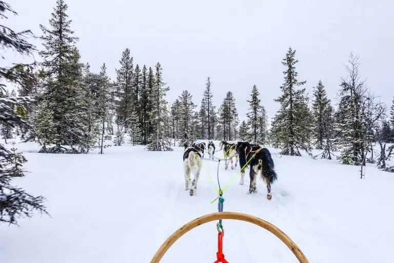 Hondensledetocht tijdens een wintersport in Trysil