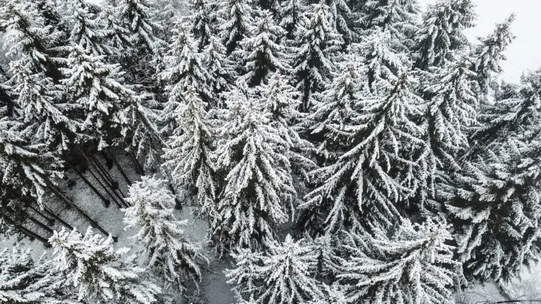 Wintersport met kerst witte kerstbomen