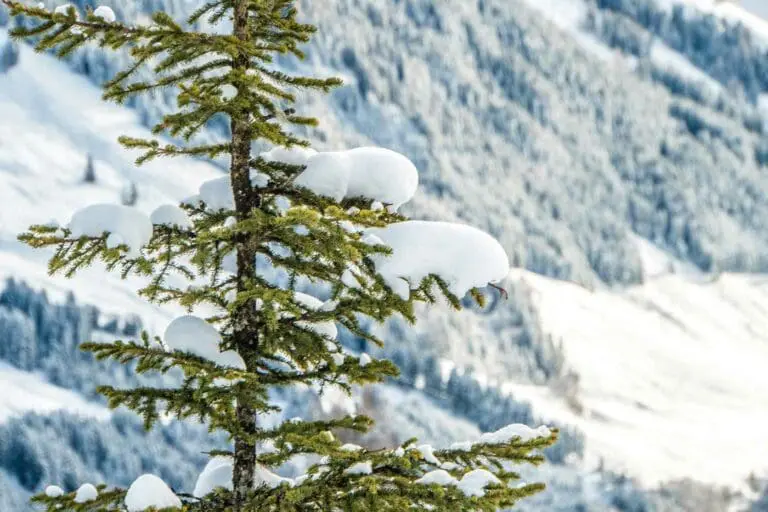 Besneeuwde boom in sneeuwzekere skigebieden Alpen