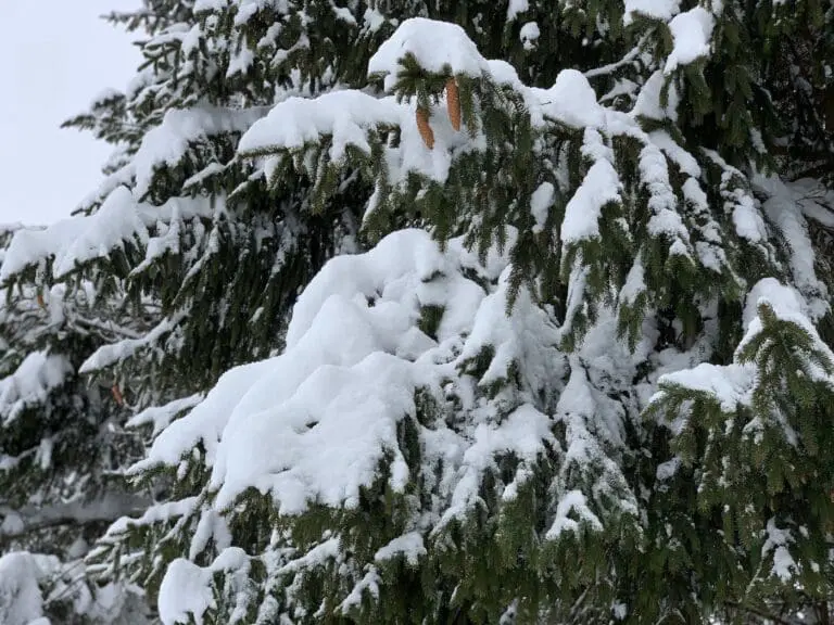 sneeuw op dennenboom