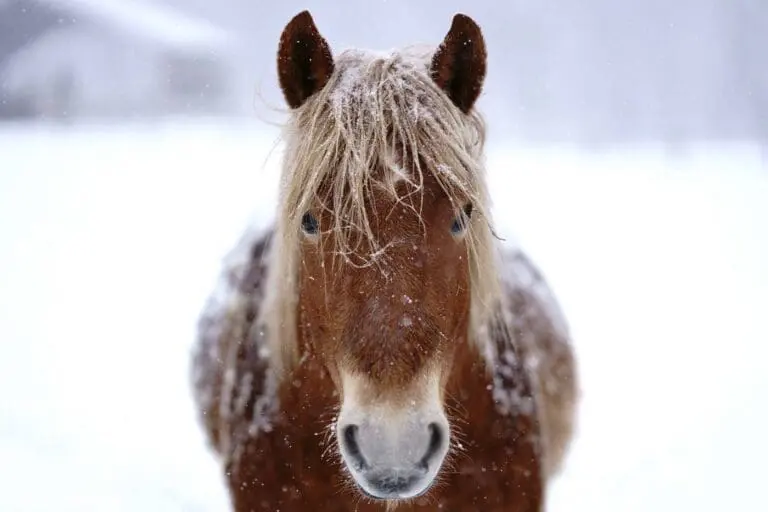 Paard in sneeuw