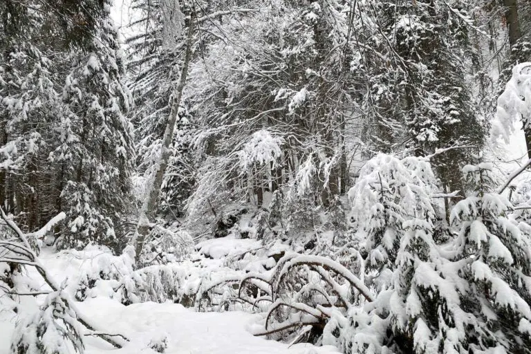Winterwandelen en heel veel sneeuw in Morzine