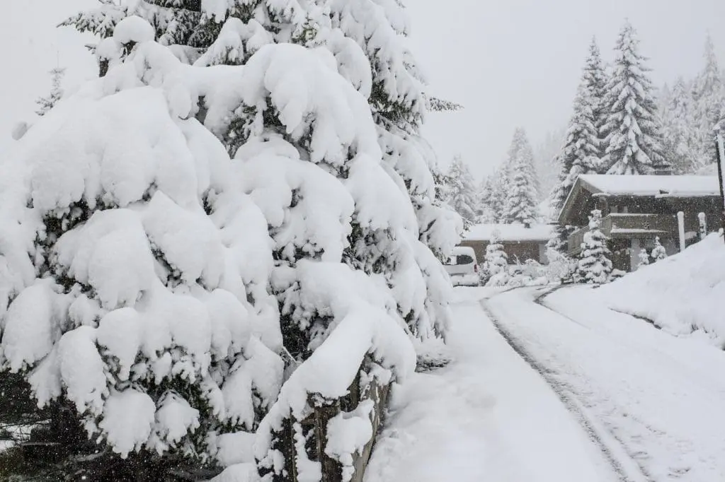 Besneeuwde bomen tijdens een witte kerst