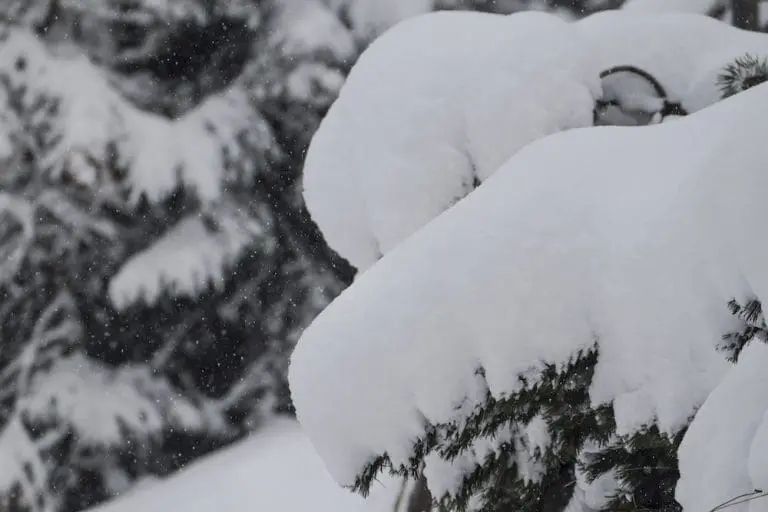 Sneeuw op de bomen