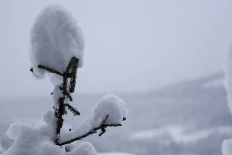 Wintersport boeken sneeuwzekere skigebieden