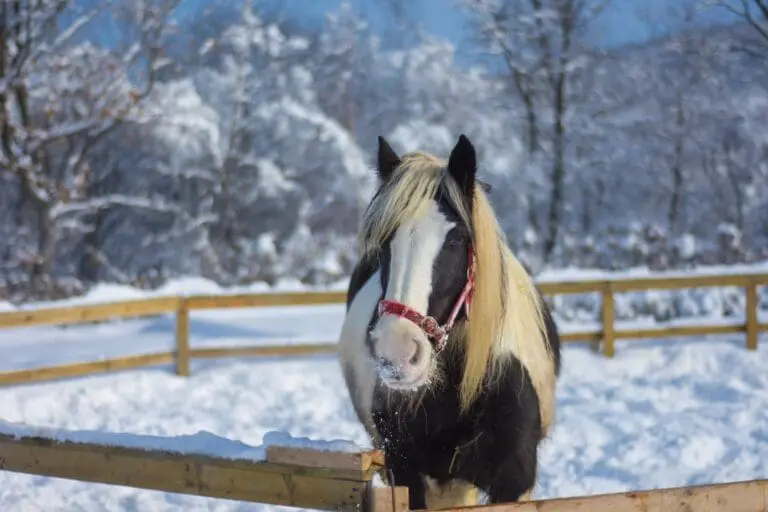 Paard in de s
