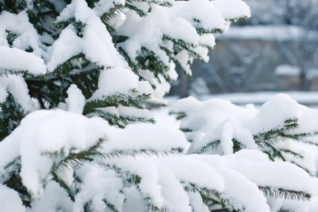 Sneeuw op een boom