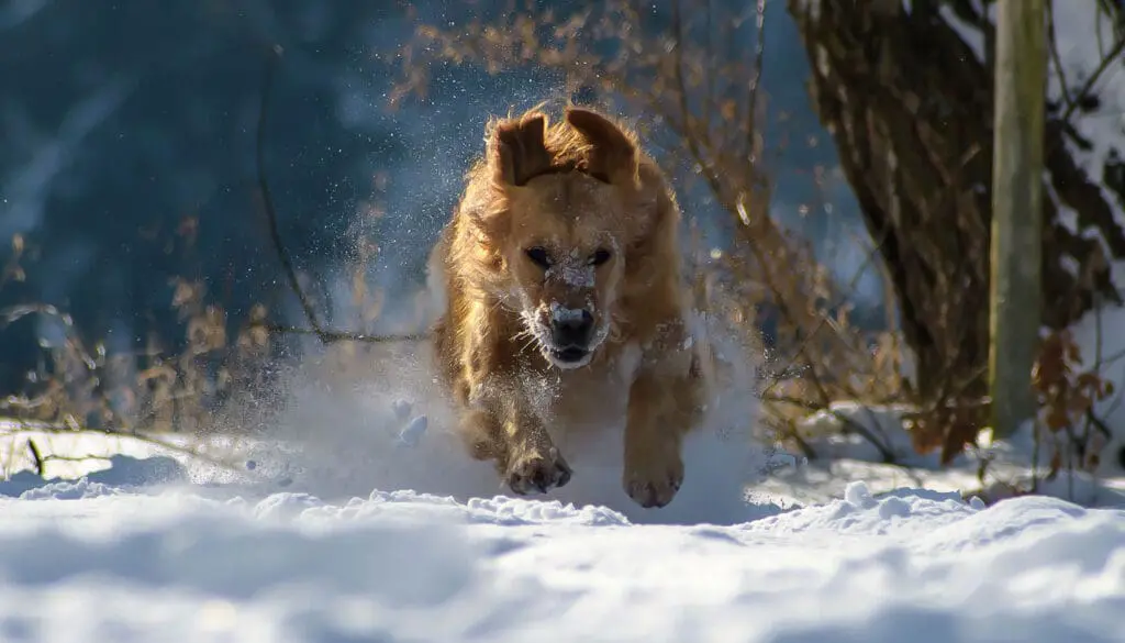 Hond in sneeuw