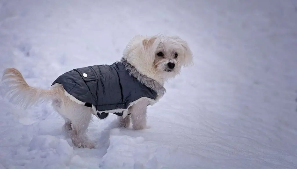 Hond met jas