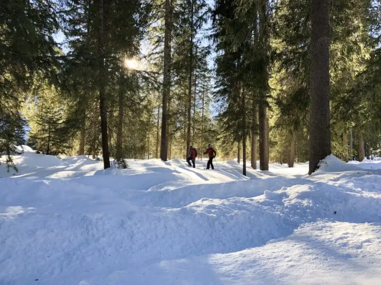 Sneeuwschoenwandelen in het bos