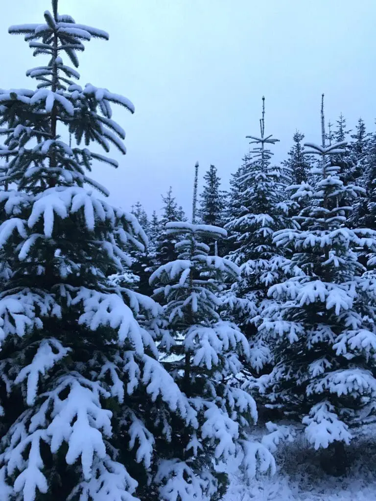 Besneeuwde bomen in Winterberg