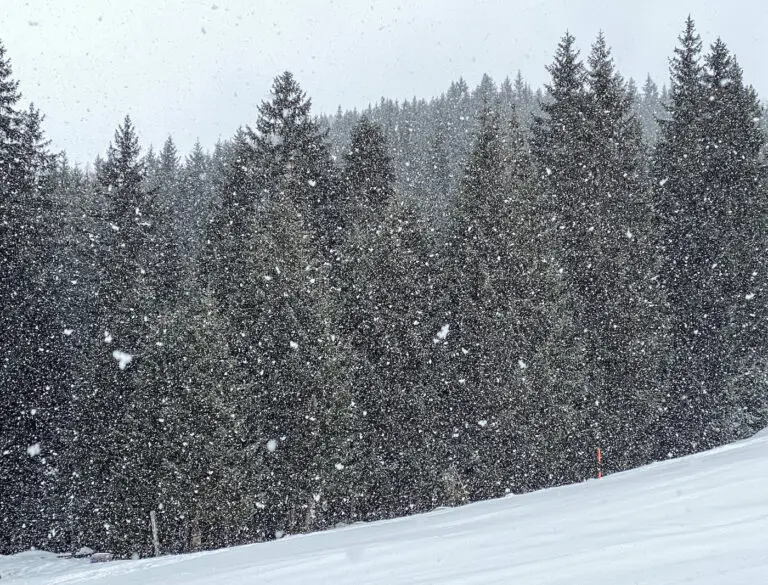 Sneeuw bomen