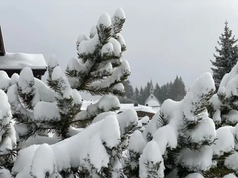 Sneeuw op takken