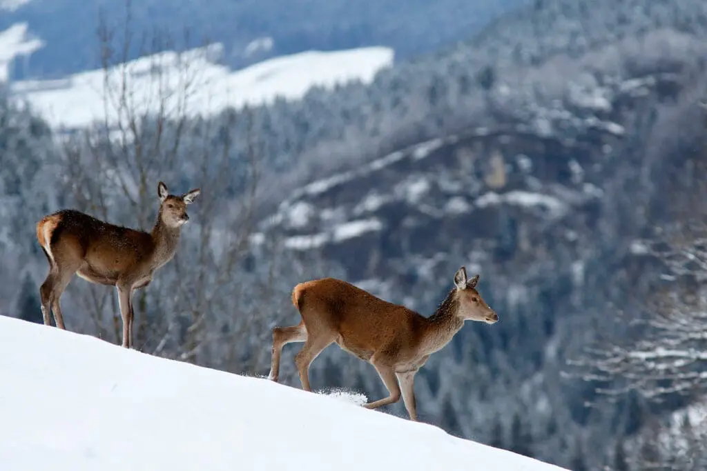 Wintersport Isère Region
