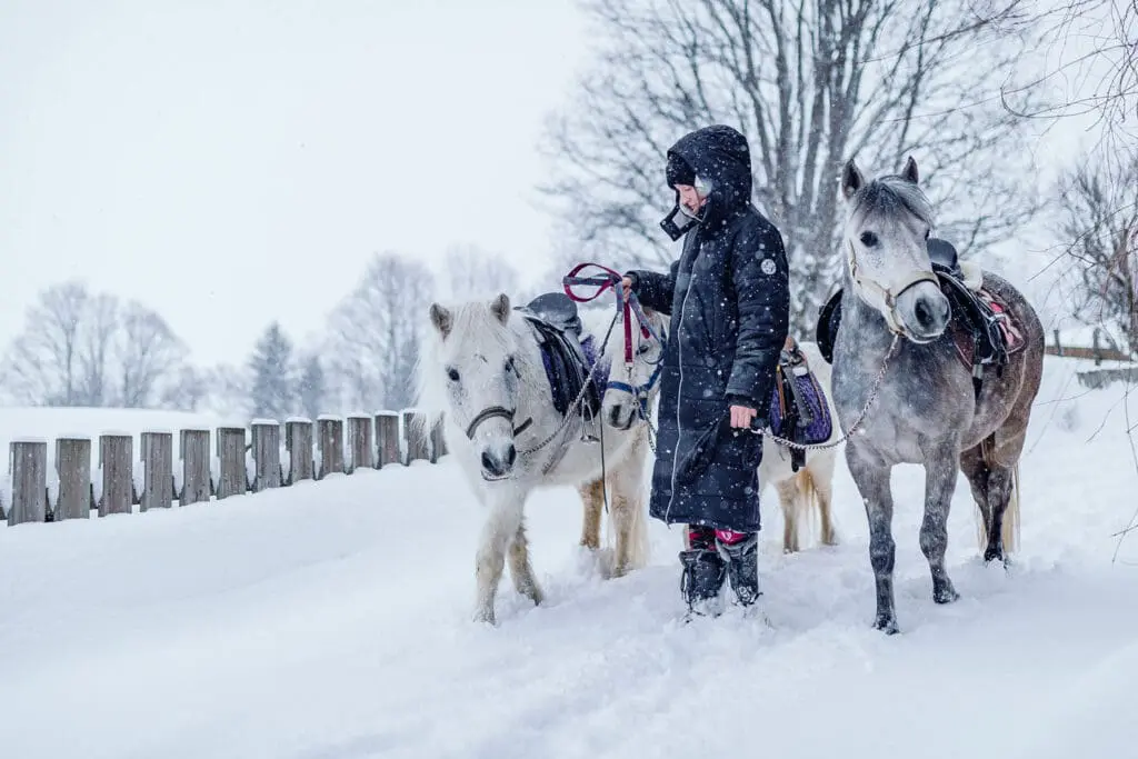 Paarden in de sneeuw