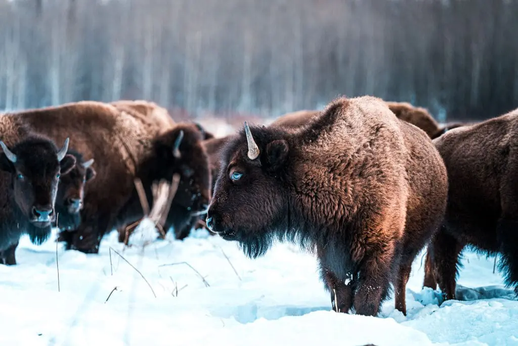 bizons in Canada
