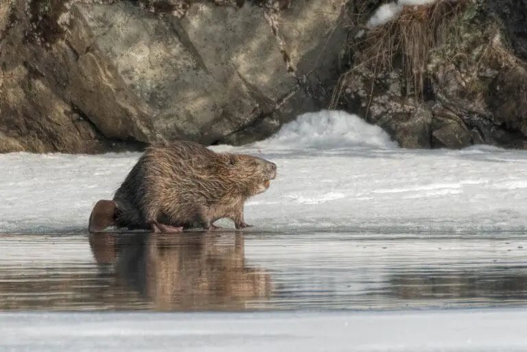 bever
