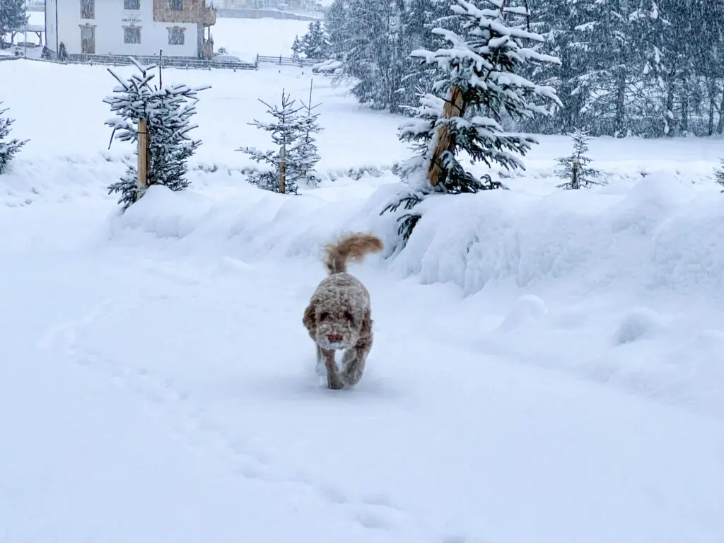 Gerlos verse sneeuw