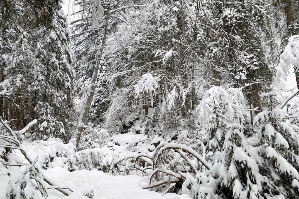 Winterwandelen en heel veel sneeuw in Morzine