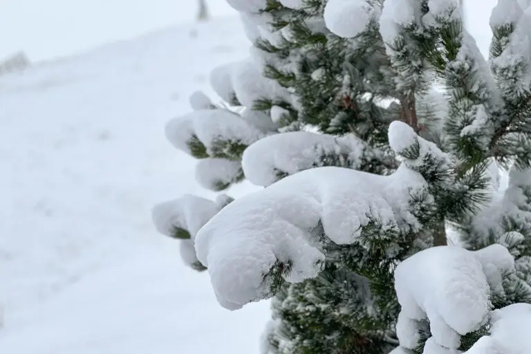sneeuw