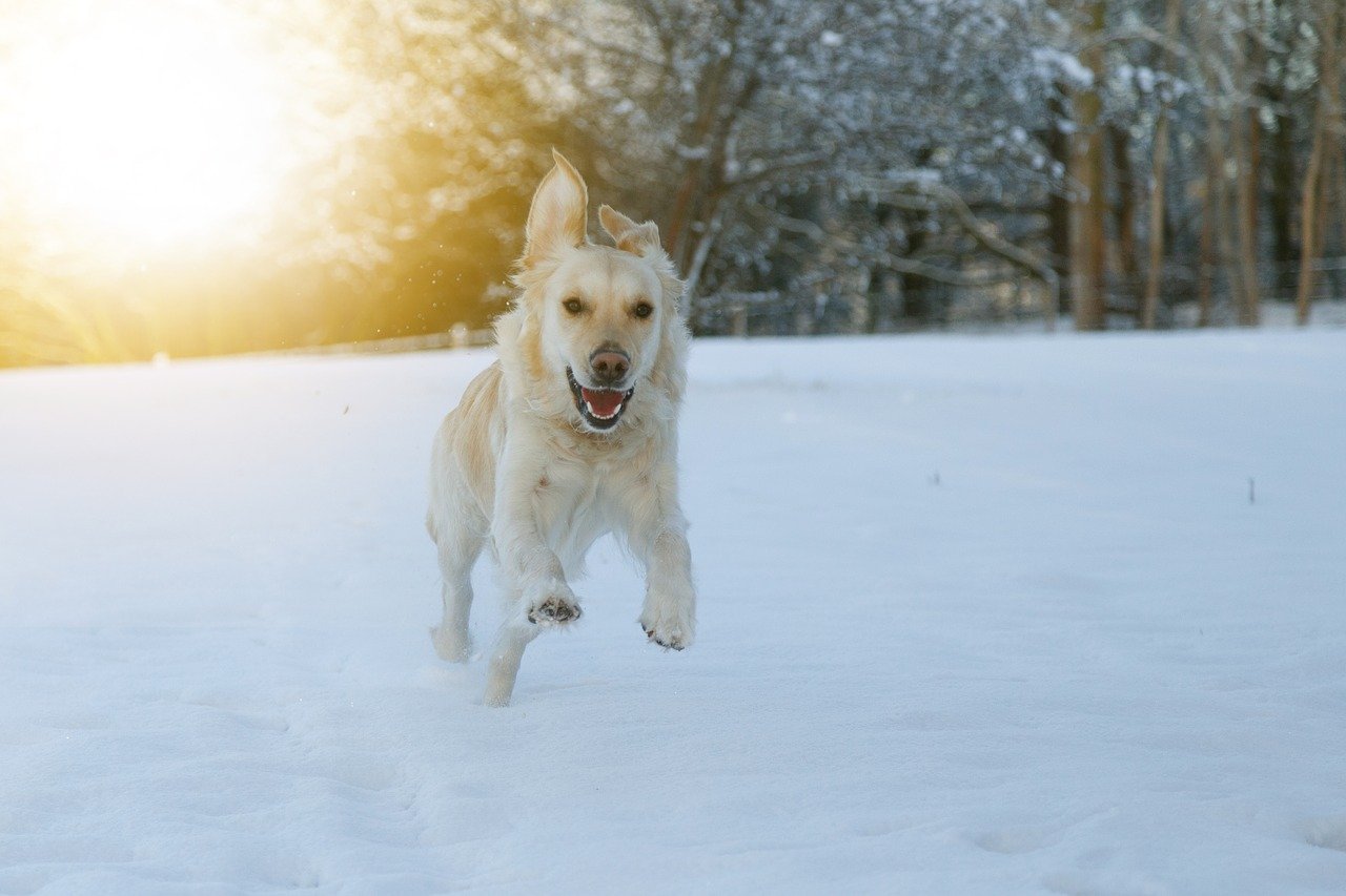 honden in de sneeuw