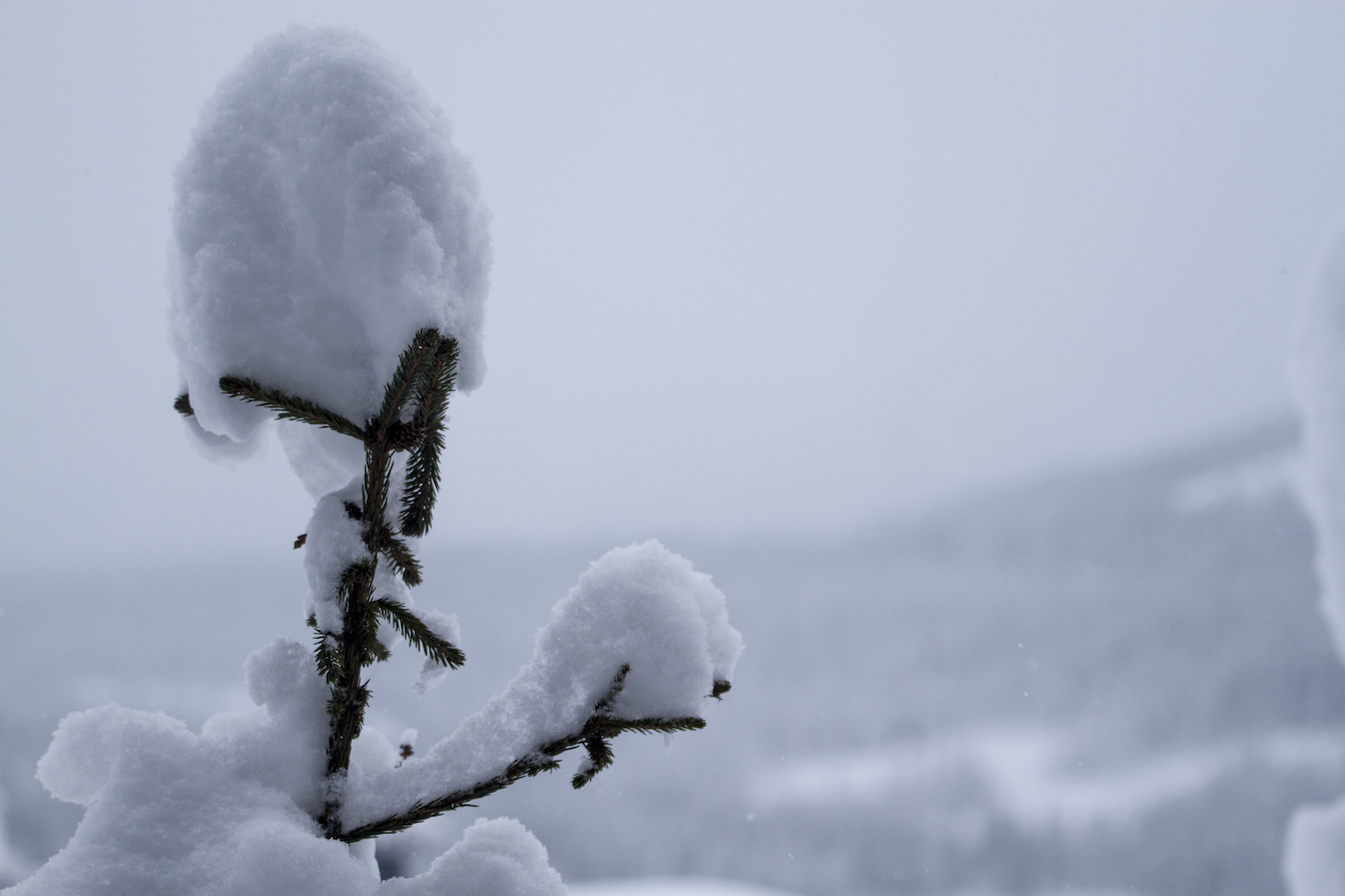 Wintersport boeken sneeuwzekere skigebieden