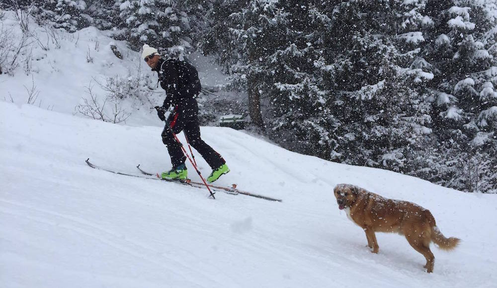 hond toerski tourski