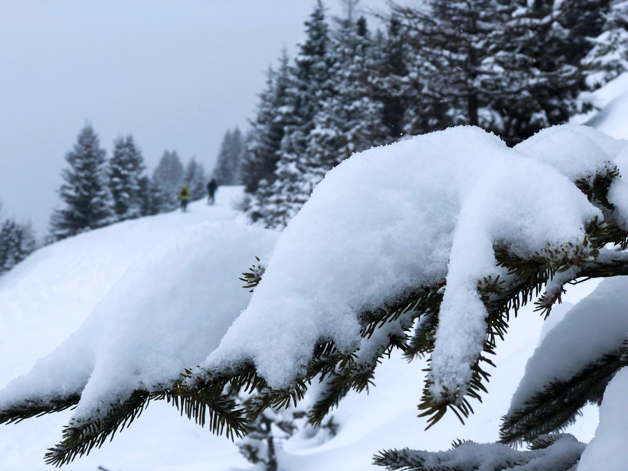 Sneeuw op een boomtak