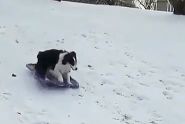 sleeënde hond op wintersport