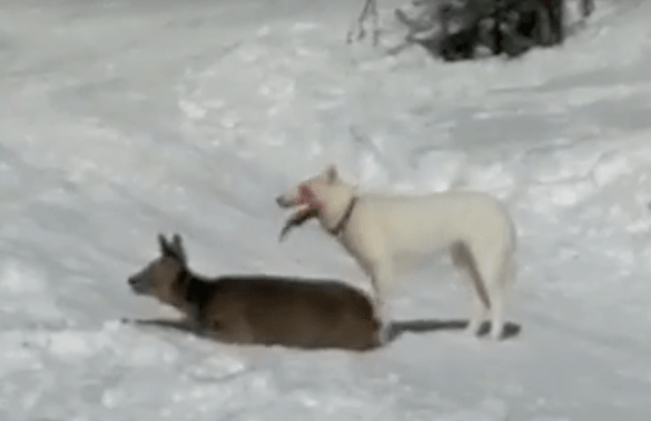 Hond grijpt hert in Turracher Höhe