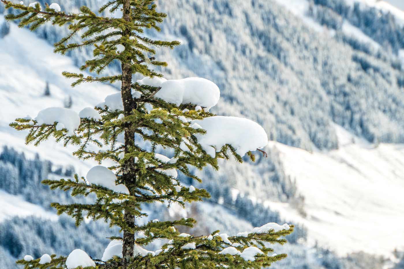 Besneeuwde boom in sneeuwzekere skigebieden Alpen