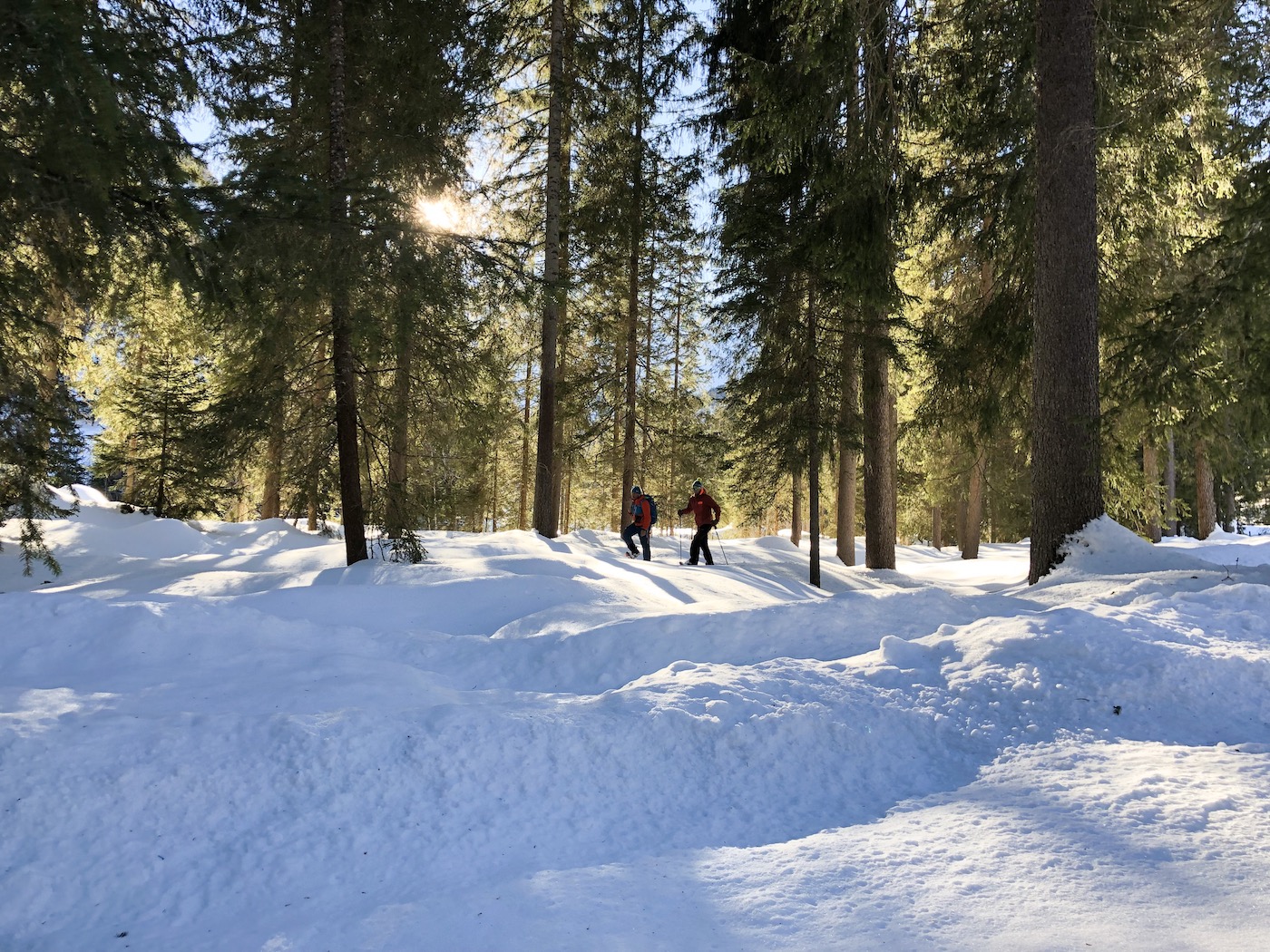 Sneeuwschoenwandelen in het bos