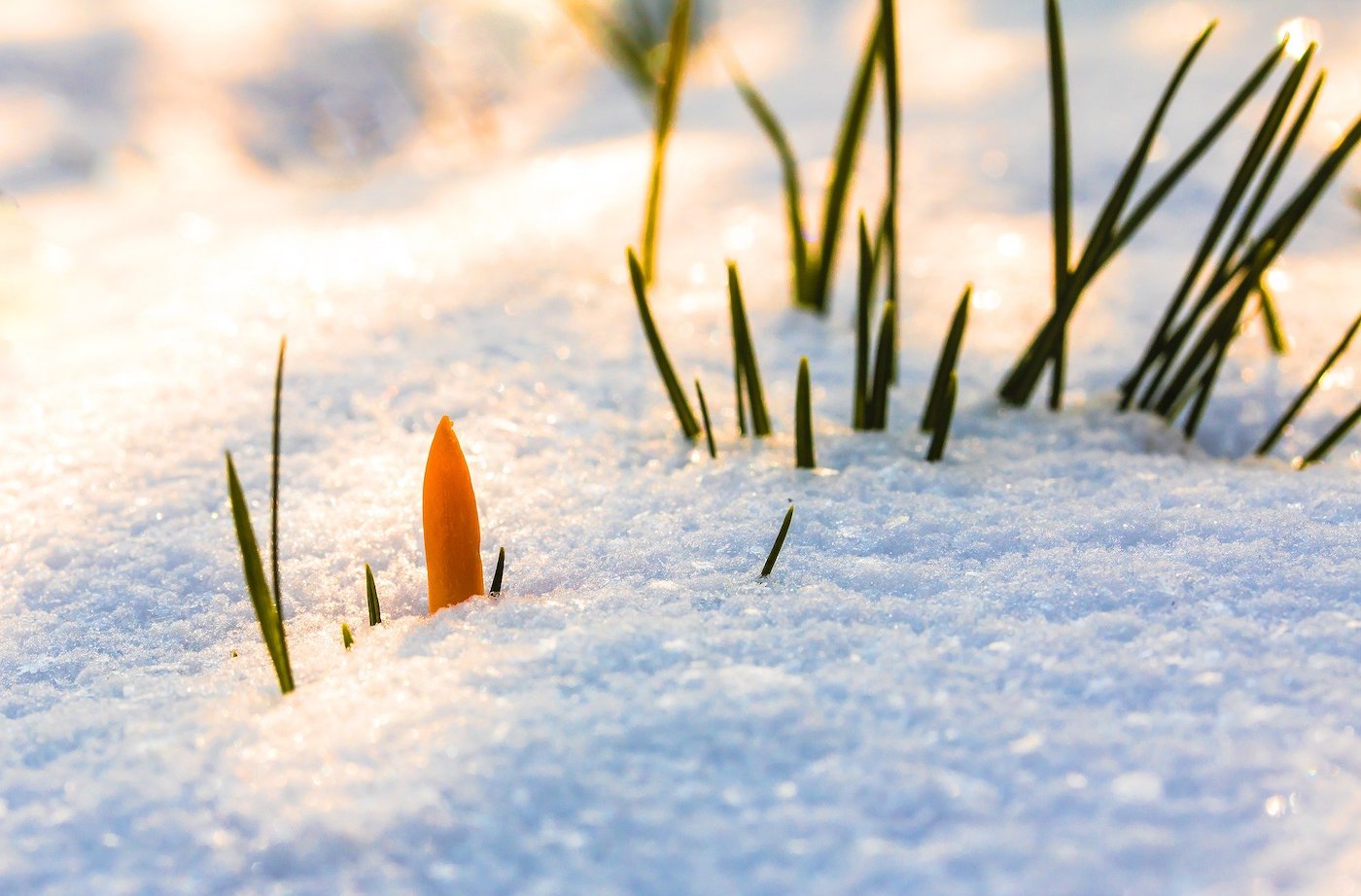 Voorjaar lente bloem