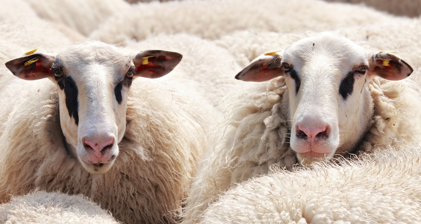 Schapen