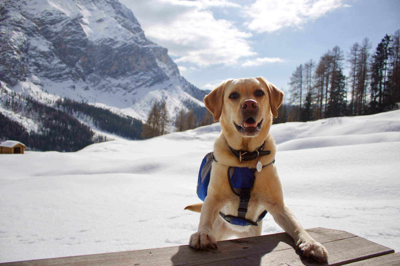 Hond in Sneeuw