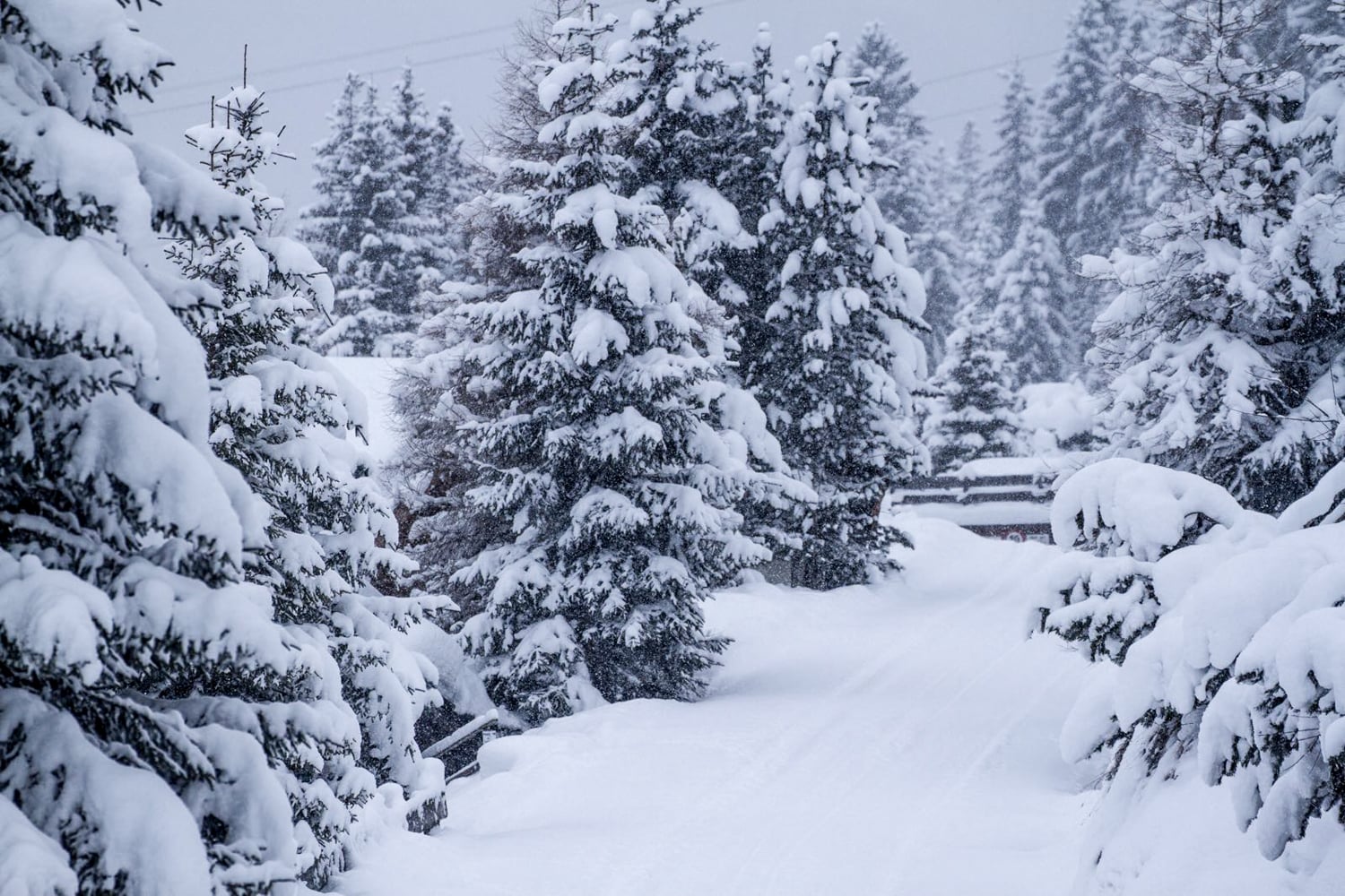 verse sneeuw